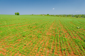 Fototapeta na wymiar Spring photography, young green wheat grows in the sun, a cereal plant that is the most important kind grown in temperate countries, the grain of which is ground to make flour for bread, pasta, etc