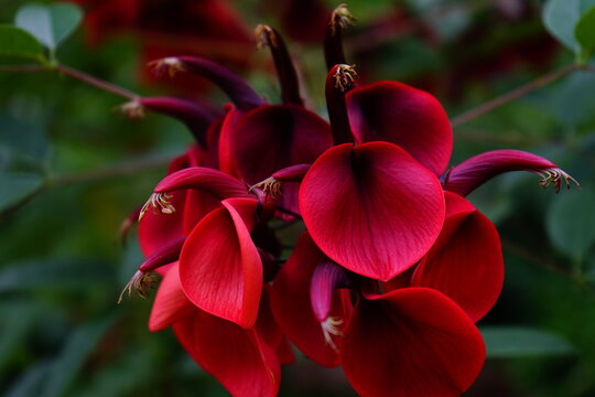 Cockspur coral tree in bloom with red flowers