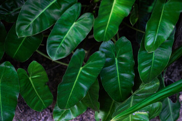 Philodendron, heart shape plant in backyard. Green photo background for plant lover.