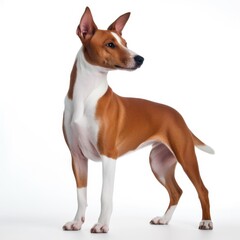 Basenji dog isolated on white background. Generative AI