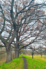 Obraz premium A small hiking trail along tall trees in spring.