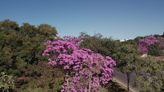 Arvore de Ip&ecirc; nas ruas de Bras&iacute;lia - Brasil