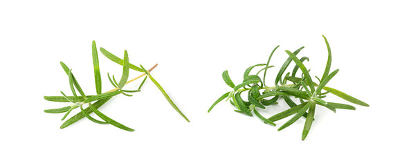 Fresh Rosemary Twig Isolated, Green Rosemary Sprig, Seasoning Twigs, Romarin Herbs, Spice Grass on White Background