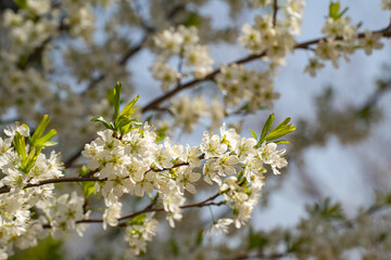 Obraz premium 緑と白が調和する春のスモモの花