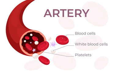 An artery with blood in the section. The circulatory system is its components. Red blood cells, white blood cells, platelets, lymphocytes in cartoon style. Vector illustration