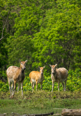 three elks standing on grassland
