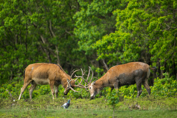 two fighting elk head to head