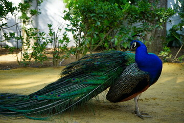 Obraz premium Vain peacock in the garden