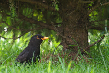 a blackbird male, turdus merula,  in green grass at a summer day