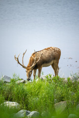 portrait for a standing male elk