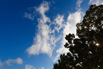 Fototapeta premium Pigeons flying in a group against a blue sky with white clouds over Worcester, Breede river valley, South Africa.