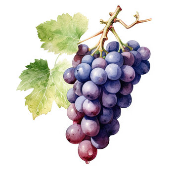 Generative AI watercolor ripe grapes on white background