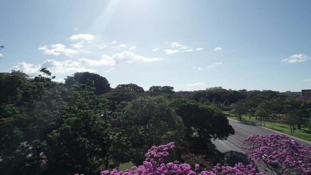 Arvore de Ip&ecirc; nas ruas de Bras&iacute;lia - Brasil