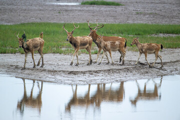 a group of elk walk by river with their reflection