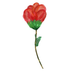Obraz premium Flower