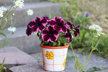 Sweden. Surfinia is a specially bred variety of ampelous petunia, its special successful hybrid, resistant to bad weather, not afraid of wind and rain. 