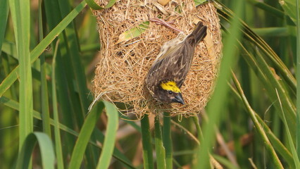 Beautiful bird in nest come out 