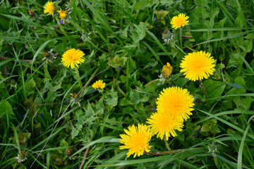 yellow dandelions on the green grass isolated, copy space  