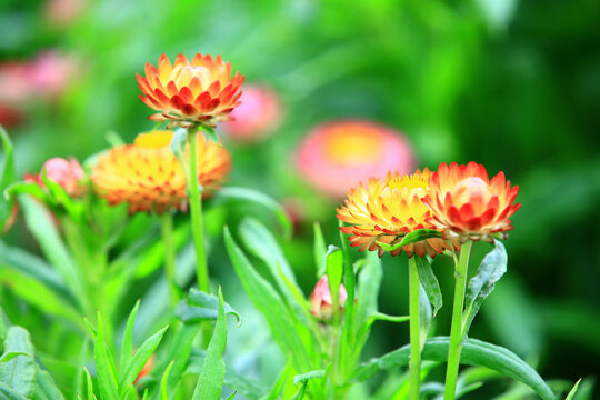 colorful Stran flowers or Everlasting flowers or Bracted Straw flowers blooming in the garden

