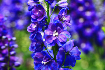 blooming colorful Delphinium or Candle Delphinium or English Larkspur or Tall Larkspur flowers blooming in the garden        
