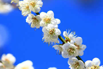 white Plum flowers blooming on the branch with blue sky background at sunny day