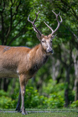 portrait for a male elk