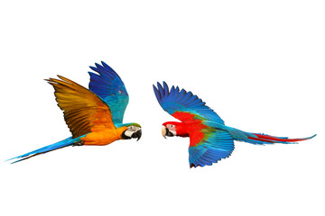 Colorful flying parrots isolated on transparent background png file