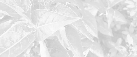 Abstract neutral nature concept background for design presentation. abstract branch of tree with leaves on white wall background