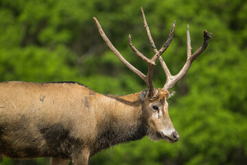 portrait for a standing male elk