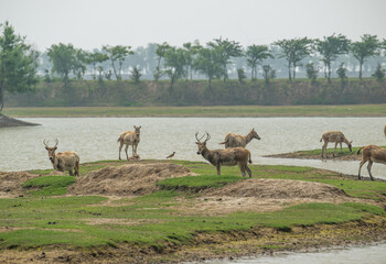 gang of elk living by river