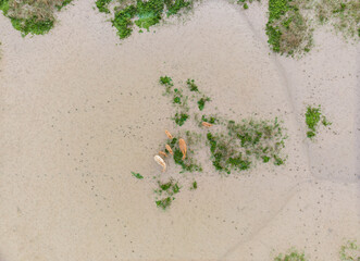 elk group walk on tidal flat wetland