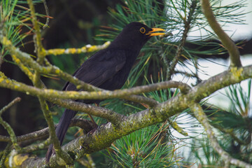 a blackbird male, turdus merula, is perching on a swiss stone pine at a summer day
