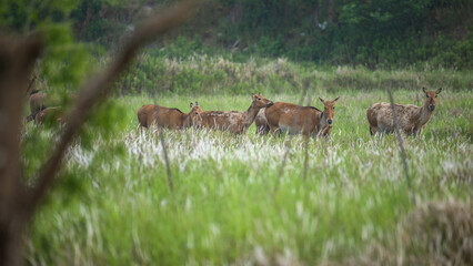 elk group walking on grassland