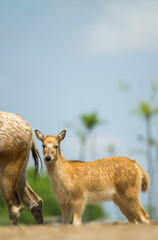 a baby elk following his mother