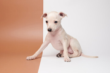 Portrait of cute Italian Greyhound puppy isolated on white brown studio background. Small beagle...