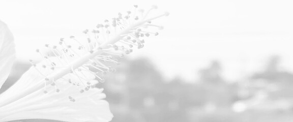 Beautiful tropical flowers with leaves on white color background, tropical palm leaf on white background. Flat lay, top view, creative white background with tropical palm leaves.