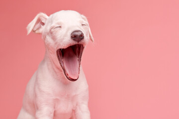 Portrait of cute Italian Greyhound puppy yawning isolated on pink studio background. Small sleepy beagle dog white beige color.