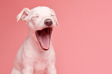 Portrait of cute Italian Greyhound puppy yawning isolated on pink studio background. Small sleepy...