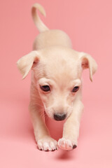 Portrait of cute Italian Greyhound puppy isolated on pink studio background. Small beagle dog white beige color.