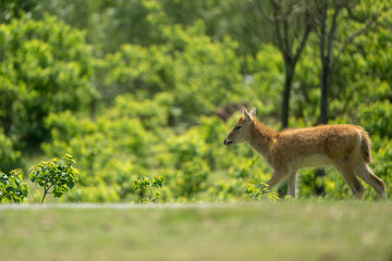 baby elk run from right to left