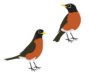 Fototapeta premium Set of American robin bird. Turdus migratorius isolated on white background. True thrush. Vector illustration.