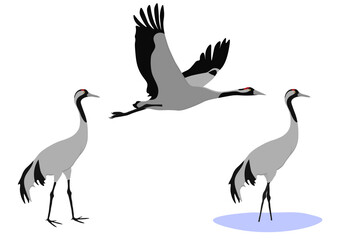 Set of Common Eurasian crane bird. Grus grus isolated on white background. Flying and standing. Gruidae family, large, long-legged, and long-necked bird. Vector illustration.