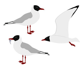 Set of Black-headed gull bird. Chroicocephalus ridibundus isolated on white background. Seabird is flying, standing and eating fish. Vector illustration.
