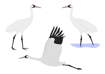 Set of Whooping crane bird. Grus americana isolated on white background. Flying and standing. Gruidae family, large, long-legged, and long-necked bird. Vector illustration.