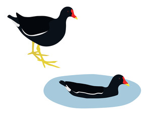 Set of Common moorhen bird. Gallinula chloropus isolated on white background. Waterhen is rail species. Swamp chicken is standing and swimming in the water. Vector illustration.