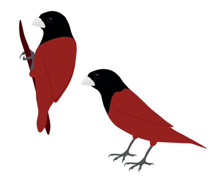 Set of Chestnut munia bird. Lonchura atricapilla isolated on white background. Black-headed munia. Small passerine. Estrildid finch. Vector illustration.