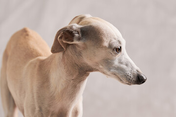 Portrait of Italian Greyhound male dog posing isolated on white studio background