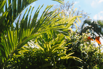Green plants side view. Tropical palm trees and leaves against the sky