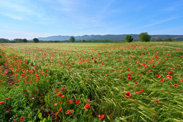 Fototapeta na wymiar red poppies in a oats field in the Karst region of Slovenia