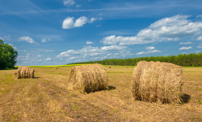 Summer landscape, haymaking, hayfields are huge round bales of hay. This is a compact way to store...